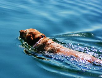 Water Safety Guide for Your Lab - Just Labs Magazine
