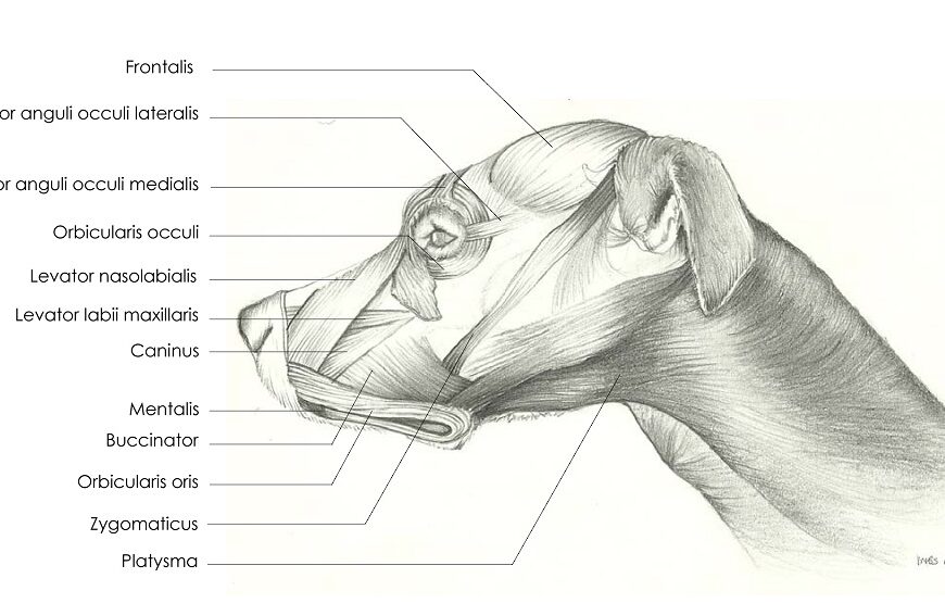 Face Anatomy Of Dog At Darrell Tackitt Blog