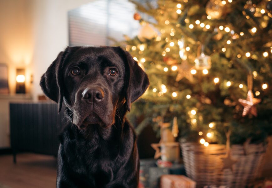 Christmas Gifts for Dogs 2023: What's On Your Dog's Wish List?