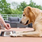 Labrador retriever getting a bowl of food. Many dog food brands incorporate probiotics into their food.