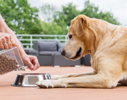 Labrador retriever getting a bowl of food. Many dog food brands incorporate probiotics into their food.