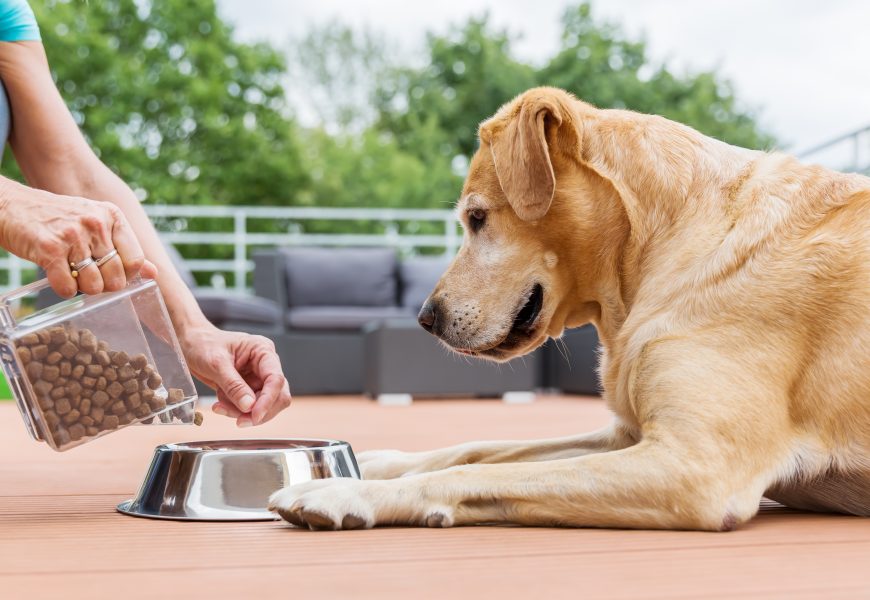 Labrador retriever getting a bowl of food. Many dog food brands incorporate probiotics into their food.