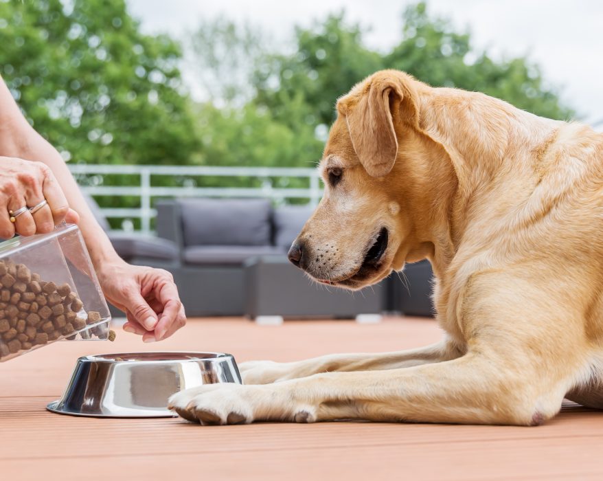 Labrador retriever getting a bowl of food. Many dog food brands incorporate probiotics into their food.