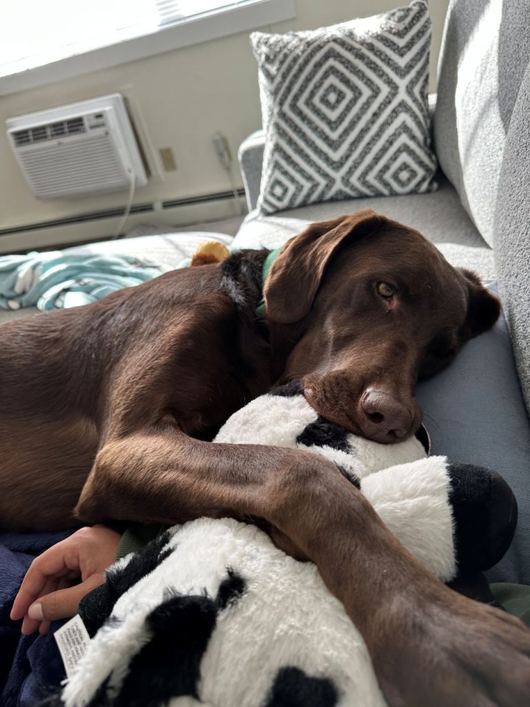 Hershey is a constant companion.