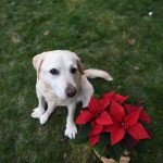 Labrador retriever Christmas in July