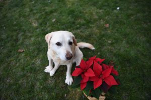 Labrador retriever Christmas in July