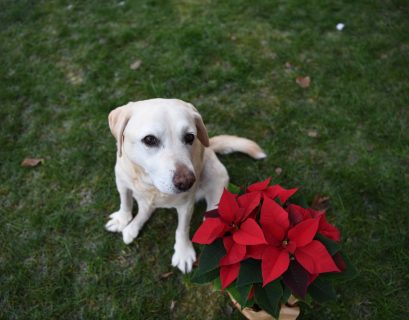 Labrador retriever Christmas in July