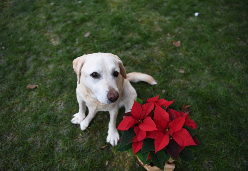 Labrador retriever Christmas in July