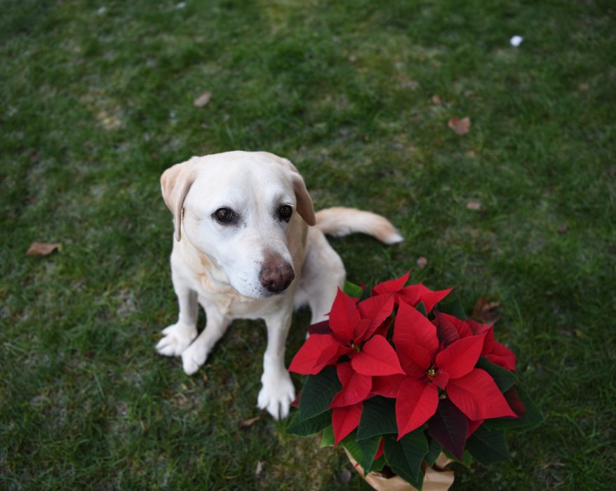 Labrador retriever Christmas in July