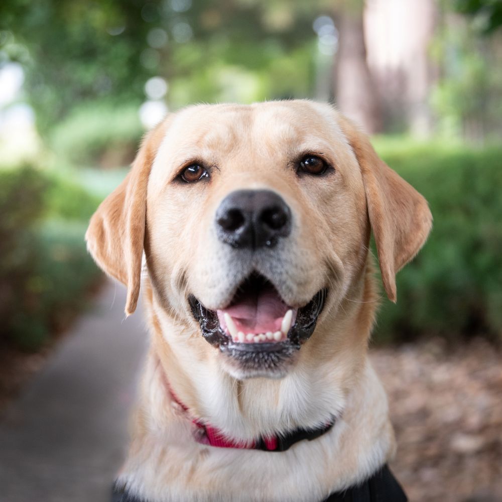 (Photo courtesy of Freedom Service Dogs)