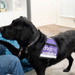 Rita is trained to alert Sullivan to very low blood sugar levels. (Photo courtesy of Dogs Inc)