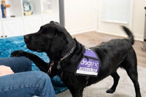 Rita is trained to alert Sullivan to very low blood sugar levels. (Photo courtesy of Dogs Inc)