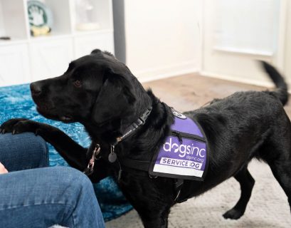 Rita is trained to alert Sullivan to very low blood sugar levels. (Photo courtesy of Dogs Inc)