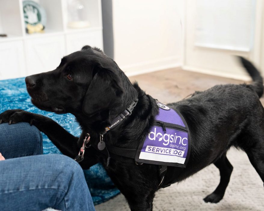 Rita is trained to alert Sullivan to very low blood sugar levels. (Photo courtesy of Dogs Inc)